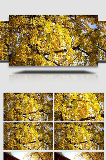 唯美植物金色银杏树4k实拍图片
