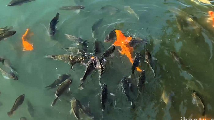 动物池塘里游动的金鱼罗非鱼4K实拍