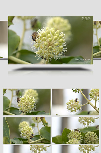 自然昆虫蜜蜂采蜜实拍图片