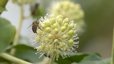 自然昆虫蜜蜂采蜜实拍