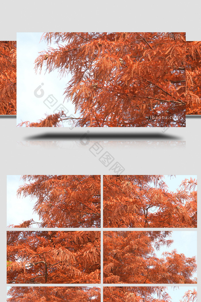 自然秋天红色的雪杉实拍
