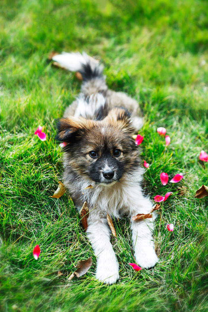 草坪上的可爱小狗图片