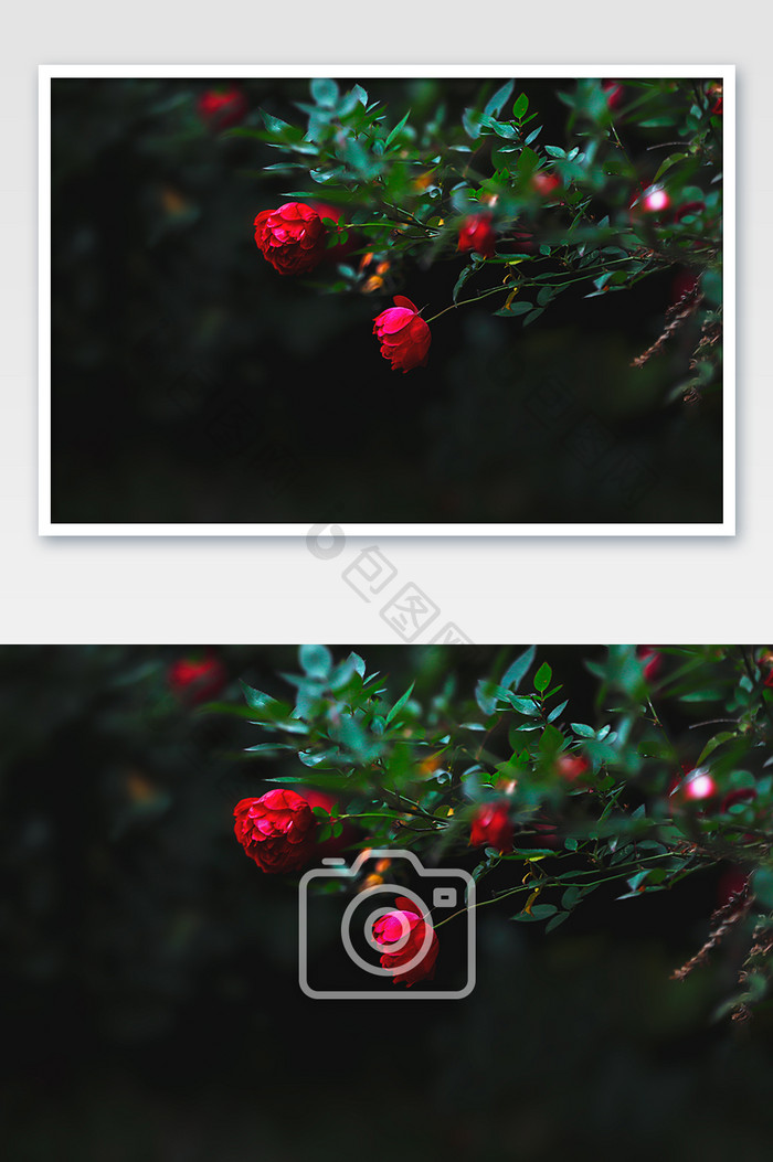 暗调月季花玫瑰花古风