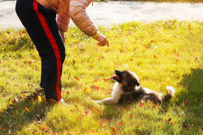草坪上儿童才小狗互动玩耍
