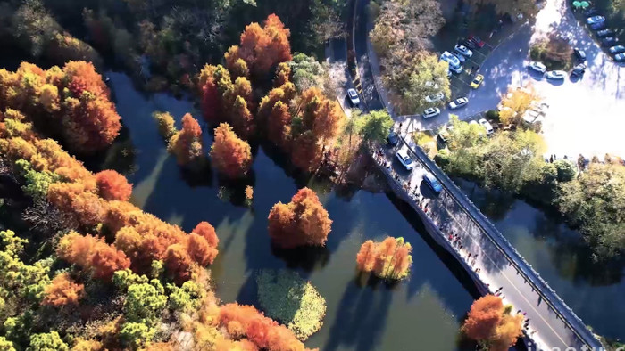 自然风景秋天景色南京中山陵霹雳桥红杉树