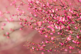 腊梅梅花花朵粉红喜庆新年背景