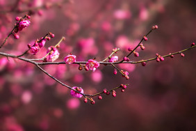 梅花腊梅红色花朵新年喜庆背景