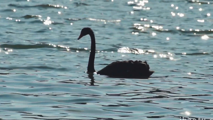自然动物唯美黑天鹅湖面戏水写意空境实拍