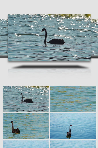 自然动物唯美黑天鹅湖面戏水写意空境实拍图片