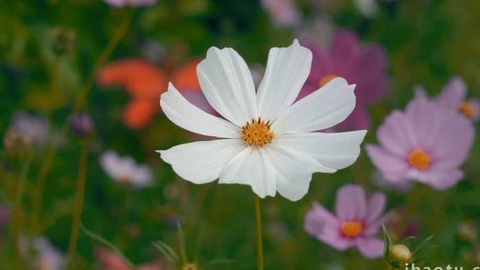 特写实拍花儿随风摇曳空镜头实拍