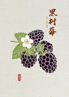 树莓 手绘树莓  中国风 版画风 水果