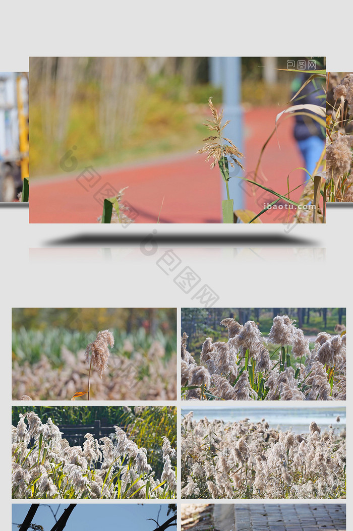 秋天芦苇花随风飘荡小鸟写意视频