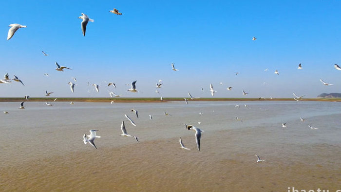 鄱阳湖候鸟群海鸥4K航拍