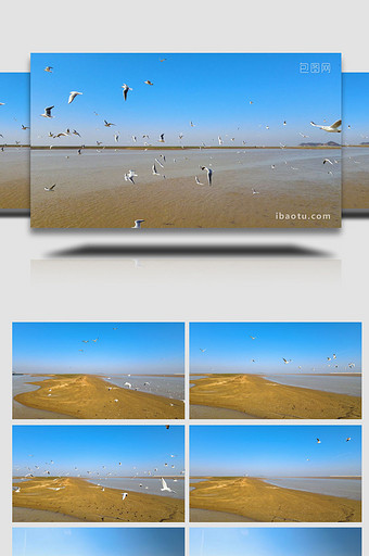 鄱阳湖候鸟群海鸥4K航拍图片