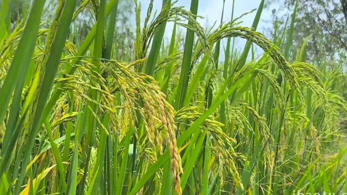 乡村生活农田农作物水稻稻穗颗粒饱满4K