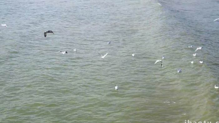 自然风景海面翱翔的海鸥