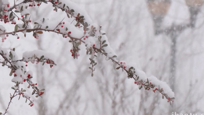 唯美红豆雪景路灯飘雪下雪温暖治愈空镜实拍