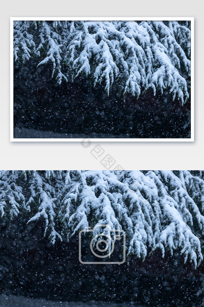 雪花飘落针杉叶雪景图片图片