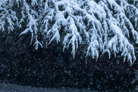 雪花飘落针杉叶雪景