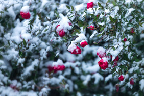 大雪中的玫瑰花月季