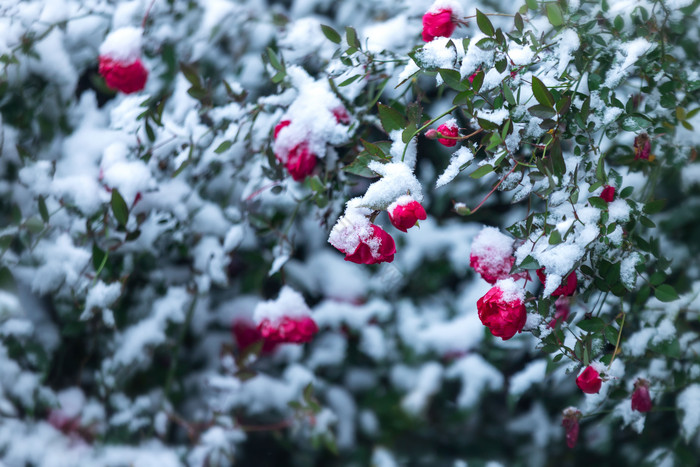 大雪中的玫瑰花月季图片