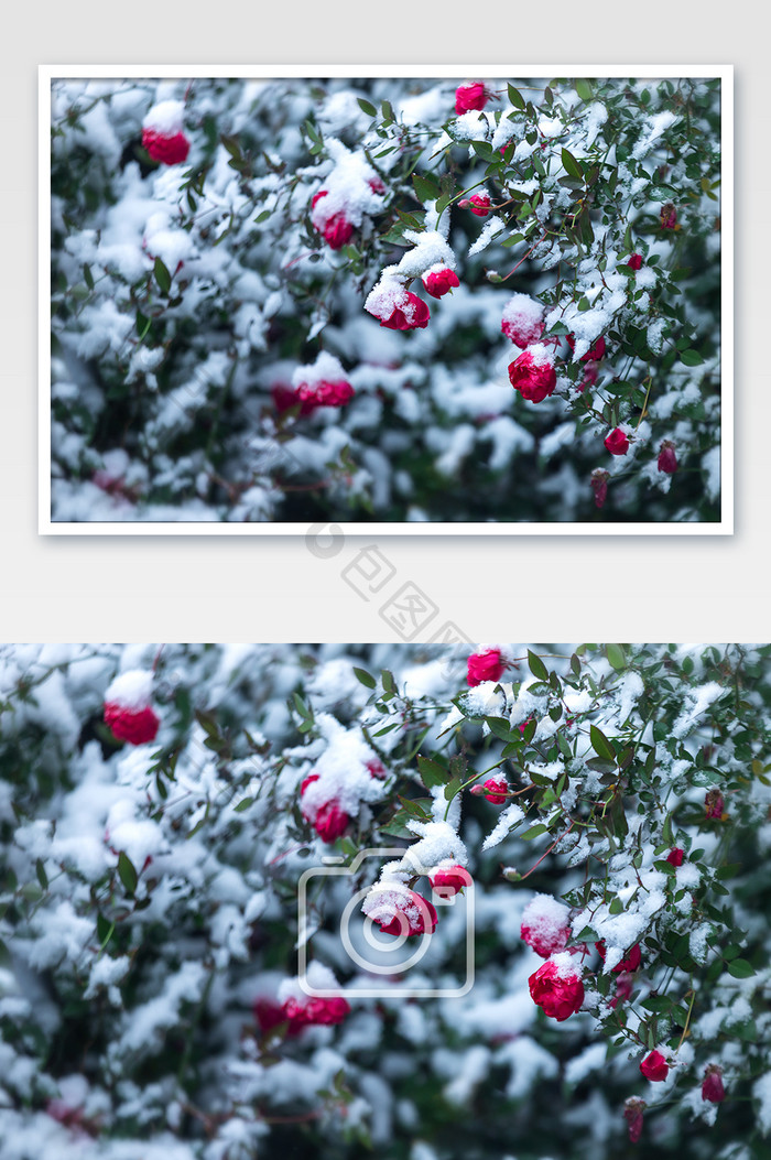 大雪中的玫瑰花月季