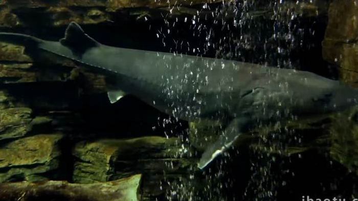 水族馆中华鲟海龟鱼类动物4K实拍