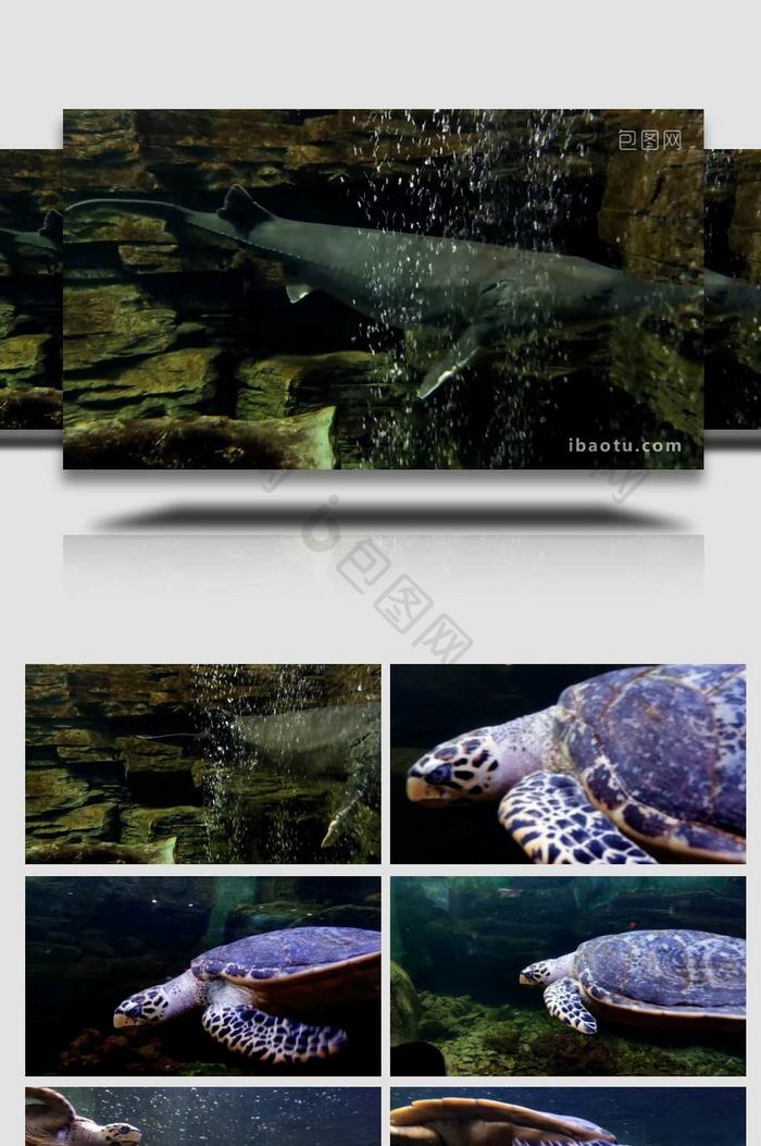 水族馆中华鲟海龟鱼类动物4K实拍