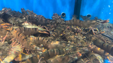 动物海鲜水产品新鲜虎头虾4K实拍