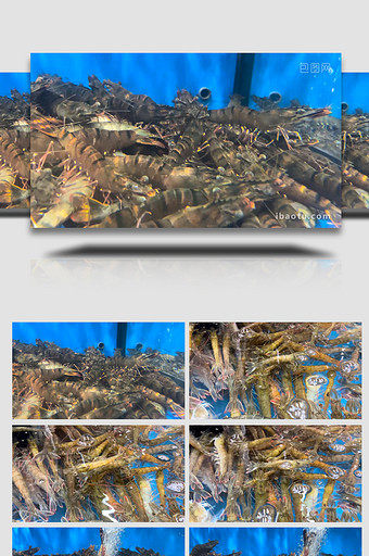 动物海鲜水产品新鲜虎头虾4K实拍图片