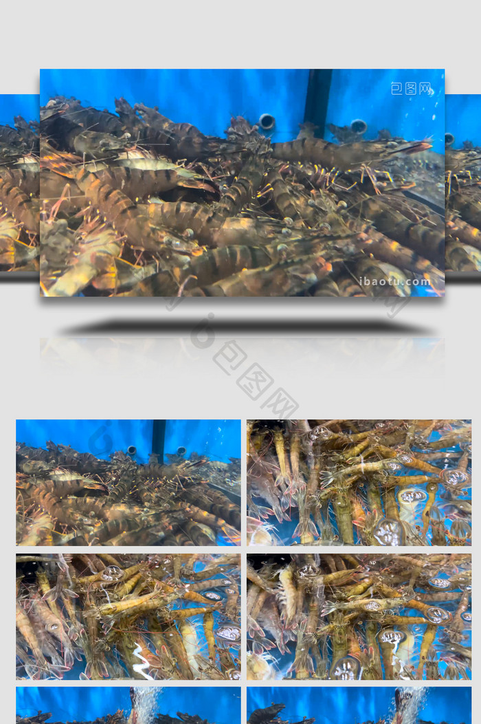 动物海鲜水产品新鲜虎头虾4K实拍