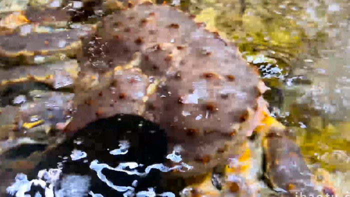 动物新鲜海鲜食材帝王蟹石头蟹4K实拍