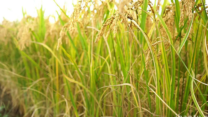 水稻成熟丰收视频