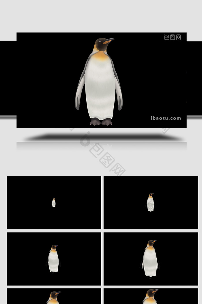 易用写实自然动物一只企鹅mg动画