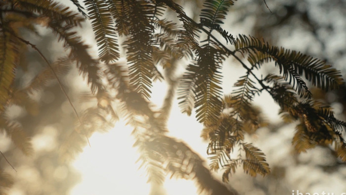 自然写意阳光下唯美杉树植物空境实拍