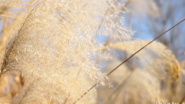 唯美秋天自然风景芦苇草意境空镜头4K实拍