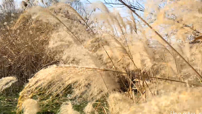 唯美意境芦苇草秋天风景4K实拍