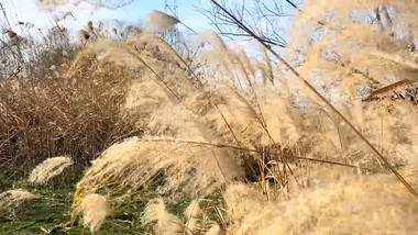 唯美意境芦苇草秋天风景4K实拍