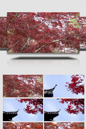 观赏枫树枫叶高清实拍素材图片
