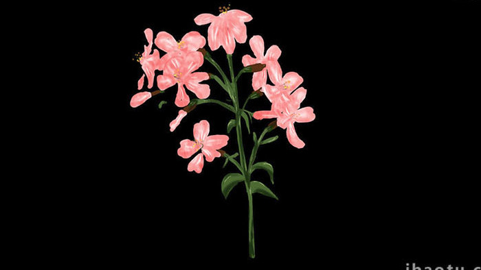 易用写实类mg动画植物类粉色的石碱花
