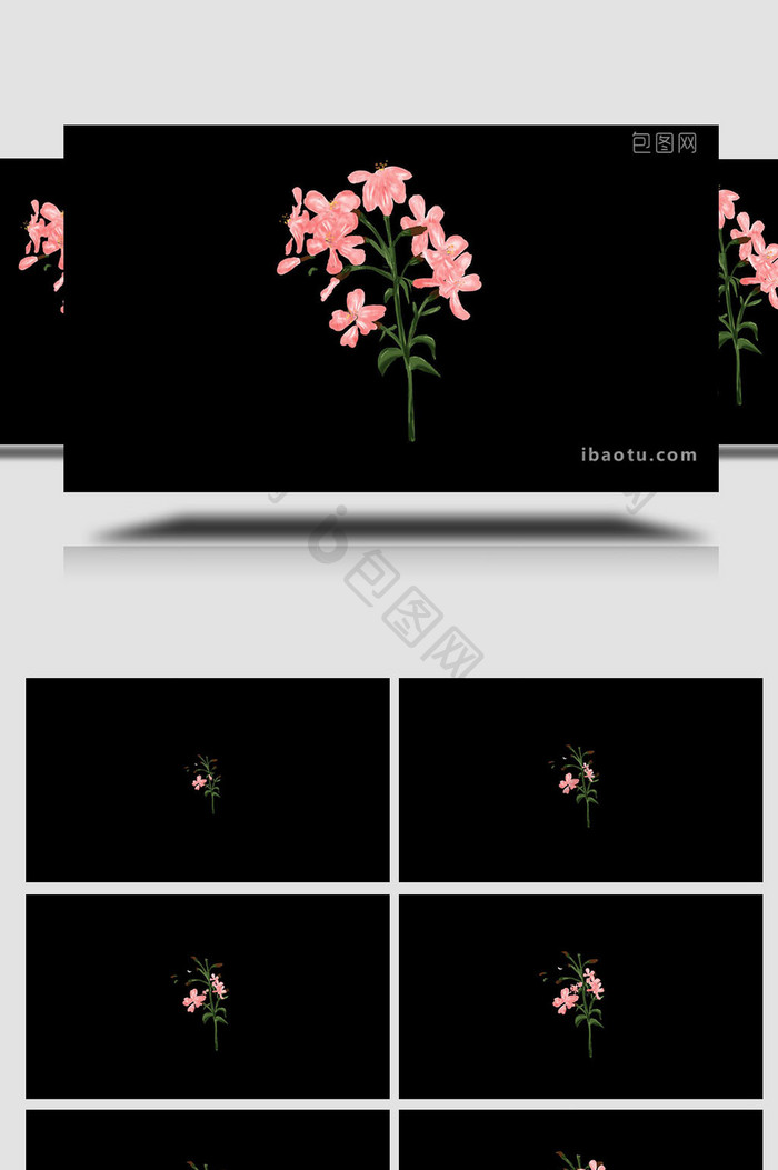 易用写实类mg动画植物类粉色的石碱花