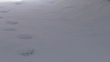 雪地动物脚印蹄子印记白雪孤独氛围冷清实拍