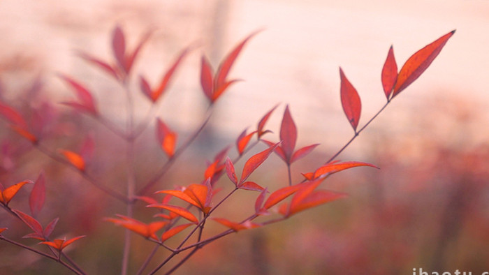 浪漫唯美暮色下的南天竹叶子红了实拍视频