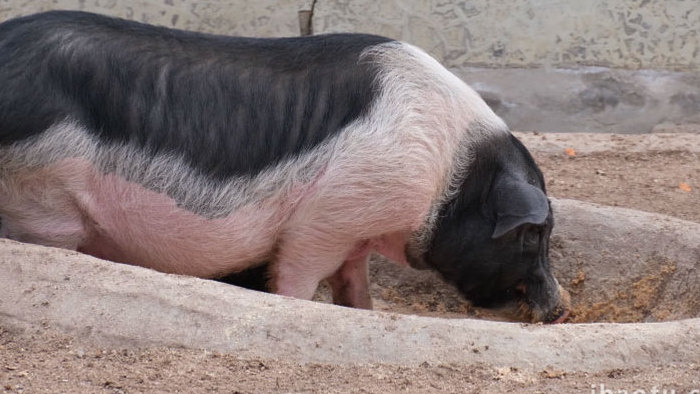 香猪肥猪进食养猪母猪猪圈宠物动物昆虫实拍