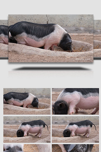 香猪肥猪进食养猪母猪猪圈宠物动物昆虫实拍图片