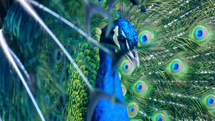 动物园绿孔雀孔雀开屏彩色羽毛动物昆虫实拍