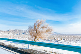 新疆冬天雪景孤独的树