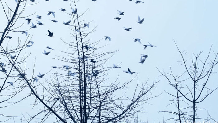 鸽子和平鸽鸽群群鸟白鸽飞翔动物昆虫实拍