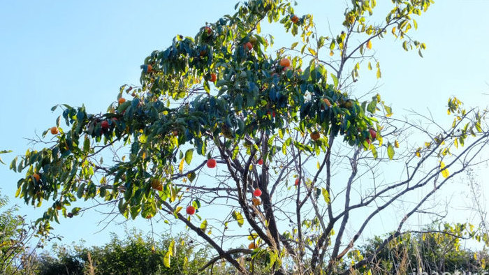 唯美柿子树柿子红了秋天丰收季节植物实拍