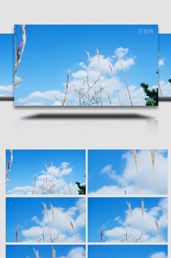 唯美蓝天白云野外杂草茅草空镜头植物实拍图片